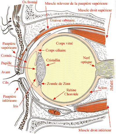 Schéma de l'oeil