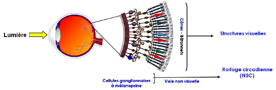 Schéma de l'oeil